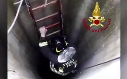 Cagnolino cade in un pozzo, salvato dai Vigili del fuoco: VIDEO