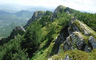 Cambiamenti climatici, scoperta l’arma segreta del faggio abruzzese