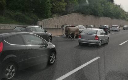 A1, mucca in autostrada contromano: disagi e code. FOTO