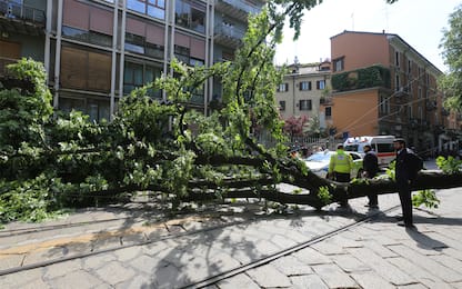 Cade albero in centro a Milano, ferita lievemente un'anziana