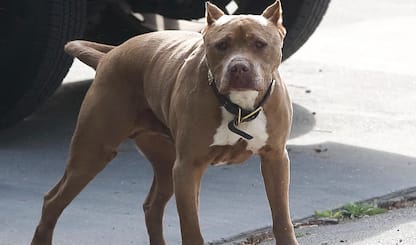 San Vito Lo Capo, cane azzannato e ucciso da pitbull. Padrona ferita