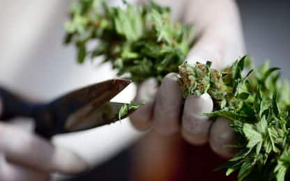 Coltiva piantagione di marijuana, arrestato 52enne a Palermo