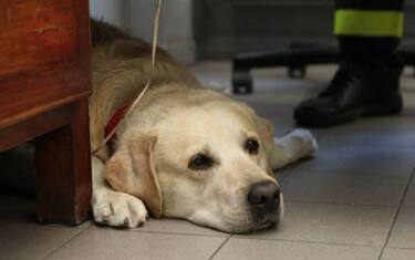 Addio a Ruben, cane pompiere simbolo dei Vigili del Fuoco di Milano