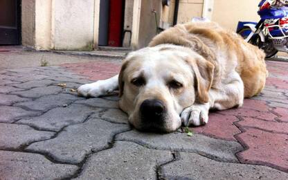 L’addio a Ruben, il cane pompiere amato da grandi e piccini