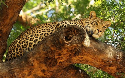 Sudafrica, leopardo uccide bimbo di due anni nel Parco Kruger