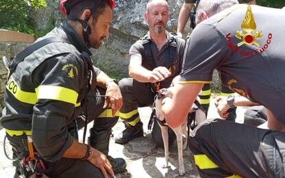 Levriero cade in dirupo a San Marino, i vigili del fuoco lo salvano