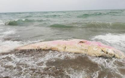 Ostia, cucciolo di capodoglio trovato morto sulla spiaggia
