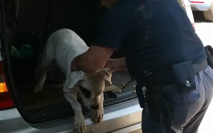 Udine, polizia libera un cane lasciato chiuso in auto
