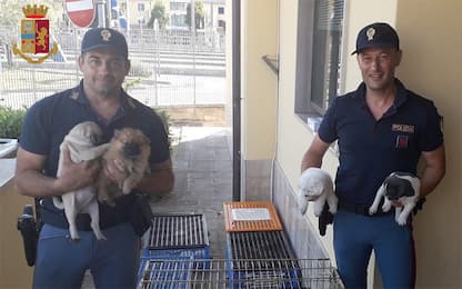 Arezzo, uomo trasportava 53 cuccioli di cane in gabbie: fermato