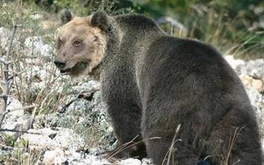 Livigno, orso ripreso nella notte dalle telecamere di sorveglianza