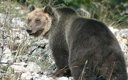 Trento, è caccia all'orso M49 catturato e poi fuggito