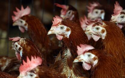 Incendio in un allevamento nel Mantovano: morte 72mila galline