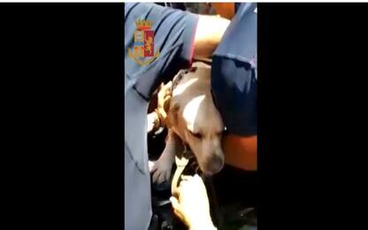 Napoli, abbandonano cucciolo di labrador in macchina: polizia lo salva