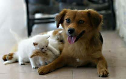 Animali News Sky Tg24