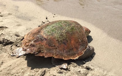Fiumicino, tartaruga marina trovata morta sulla spiaggia di Palidoro