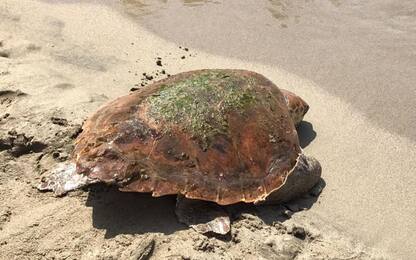 Salvata una tartaruga marina nel Siracusano