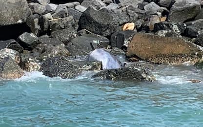 Ostia, delfino trovato morto su una scogliera