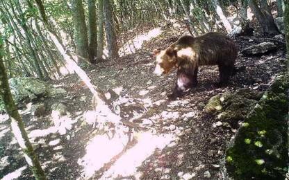 L'orso M49 è in Alto Adige: un escursionista lo ha incontrato