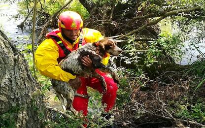  Pavia, cane cade in un pozzo di 15 metri: salvato da vigili del fuoco