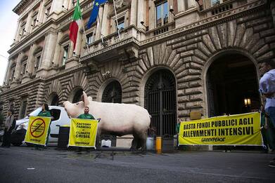Greenpeace a Roma contro gli allevamenti intensivi