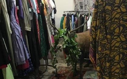 Cortina, cervo si intrufola in un negozio di abiti tirolesi