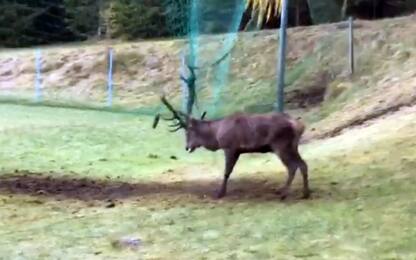 Cortina, recuperato cervo intrappolato nella rete di un campo sportivo