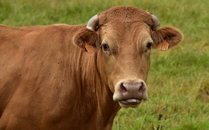 Lodi, una mucca è in fuga da tre mesi e nessuno riesce a prenderla