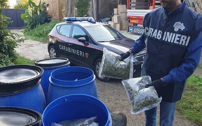 Sequestrati 112 chilogrammi di marijuana nel Napoletano: due arresti