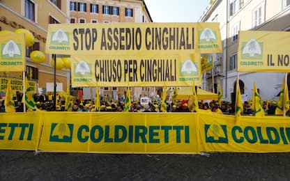 Coldiretti contro invasione cinghiali. Presente Salvini