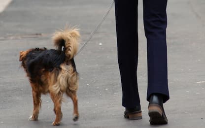 Fiumicino, protezione civile salva un cane incastrato tra gli scogli