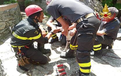 Fiumicino, cane cade in un dirupo di 70 metri: salvato
