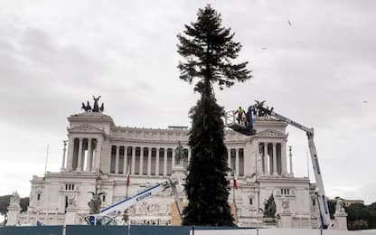 Spelacchio è a Roma, Raggi: “È tornato l'albero di Natale più famoso”
