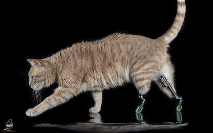 Vito, il gatto con due protesi al posto delle zampe. FOTO