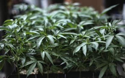 Cannabis in casa, la Cassazione: "Può consumarla solo il coltivatore"