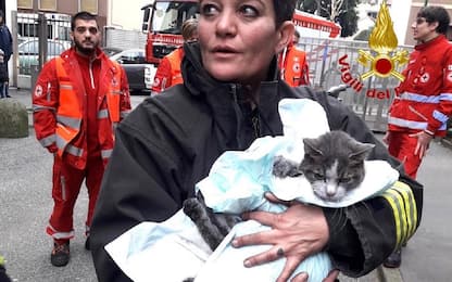 Incendio a Milano, il gatto Lampo salvato dai pompieri. FOTO