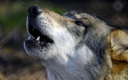 Anche i lupi riportano la pallina: indizi sul passato dei cani