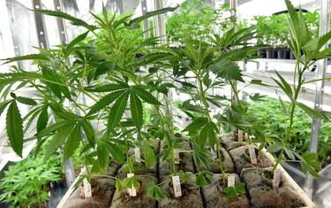 Arriva la cannabis a tavola: dai biscotti all'olio ecco le regole