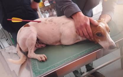 Cane ferito con una balestra nel Ragusano: salvato dal veterinario