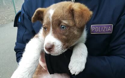 Lodi, poliziotti salvano tre cuccioli di cane abbandonati