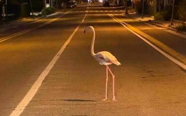 Sorpresa a Cagliari: un fenicottero a passeggio in città. FOTO