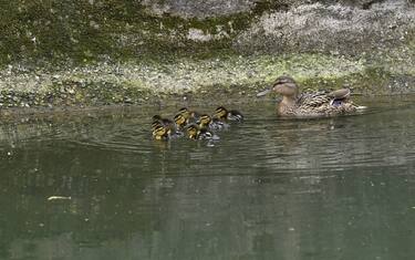 hero-milano-mamma-anatra-anatroccoli-fotogramma