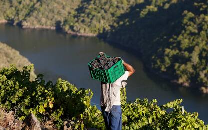 Stime Ue: crolla la produzione del vino in Italia
