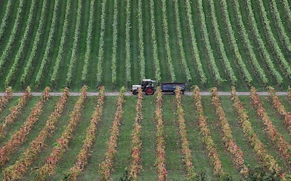 Agricoltura, Istat: produzione in calo dell’1,3% nel 2019