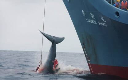 Giappone valuta la possibilità di riaprire la caccia alle balene