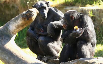 L’olio di palma può minacciare la sopravvivenza delle scimmie africane