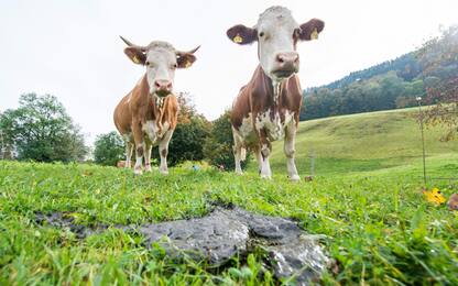 Allarme Coldiretti: “Mucche sotto stress per l'afa: -10% latte”