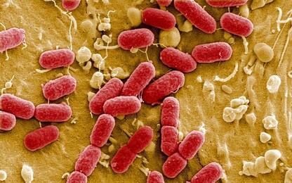 Modifiche al microbiota legate a un calo della memoria negli anziani