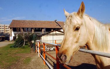 cavalli_fotogramma