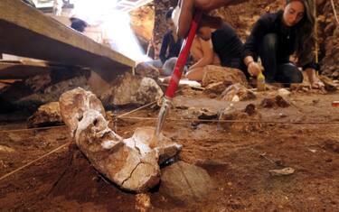 homo_erectus_getty