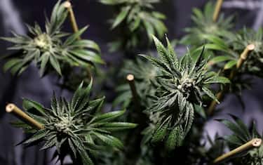 marijuana_getty